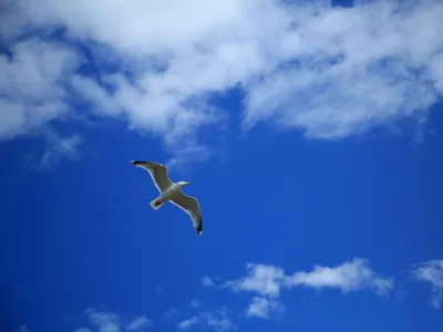 птицы в небе стоковое изображение. изображение насчитывающей погода -  231556013