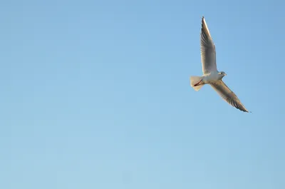 Мария Дивова - Свободный полет... расправить крылья и парить в небе.. что  тут ещё добавить... ? Эта картина про это. #полет #птица #небо #картина  #картинанахолсте #картинадлядуши | Facebook