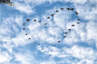 Любовь - как птица в небе | Вязгина Тамара | Дзен