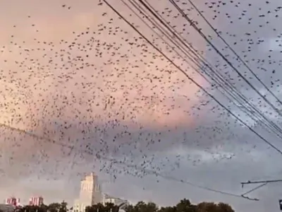 В Узбекистане тысячи птиц сплелись в небесном \"танце\" — удивительное видео  - 24.02.2021, Sputnik Узбекистан