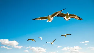 Всемирный день перелетных птиц – забота о жизни и в небе - Общество