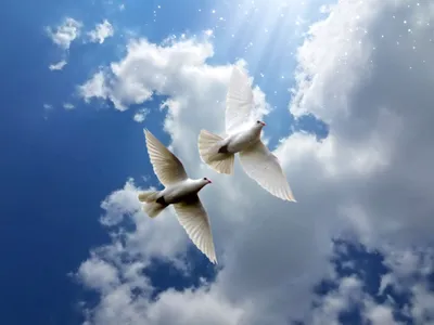 Рука и птица в небе. стоковое изображение. изображение насчитывающей  христос - 36809511