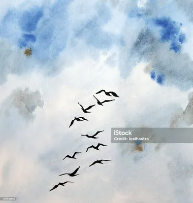 Картинки полет птицы в небе (69 фото) » Картинки и статусы про окружающий  мир вокруг