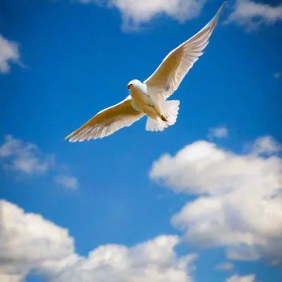 Птица в небе то которой идёт …» — создано в Шедевруме