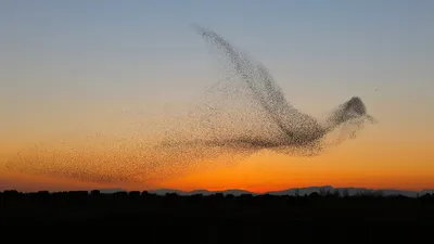 Птица летящая в небе (65 лучших фото)