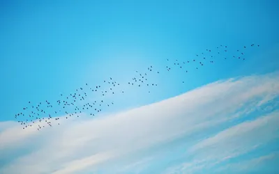 Безплатна снимка: самолет, птица, небе, полет, облак, въздух, мъгла,  зоология