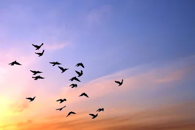 Стая птиц, летающих над небом во время заката · Бесплатные стоковые фото