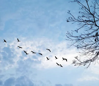 Птицы в небе - 84 фото
