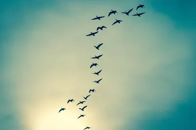 Чайка Птица В Небе Синее Небо - Бесплатное фото на Pixabay - Pixabay