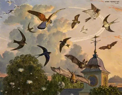 Птицы в небе стоковое изображение. изображение насчитывающей птиц - 35249443