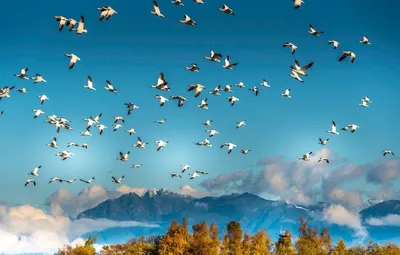 Птицы в небе - фото и картинки: 57 штук