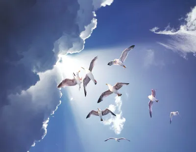 Жар птица в небе» — создано в Шедевруме