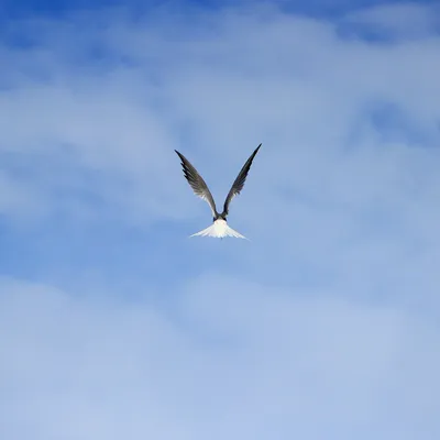 Картинки птицы в небе - 55 фото