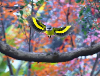 Птица летящая вверх рисунок - 66 фото