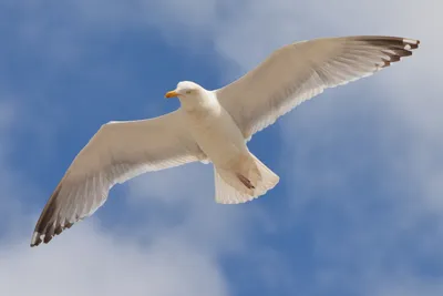 Бесплатное изображение: птица, полет, дикая природа, полет, природа,  Голубое небо, морская птица, Чайка, перо