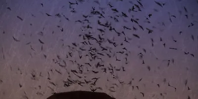 Летят утки и два гуся, или Как сфотографировать птицу в полете?