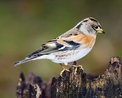 Красношапочный вьюрок хоровое пение Serinus pusillus goldfinch - YouTube