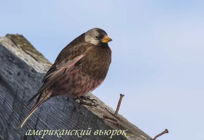 Вьюрок красноШапочный (Serinus pusillus). Фотогалерея птиц. Фотографии птиц  России, Беларуси, Украины, Казахстана, Таджикистана, Азербайджана.