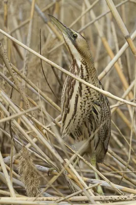 Большая выпь - eBird