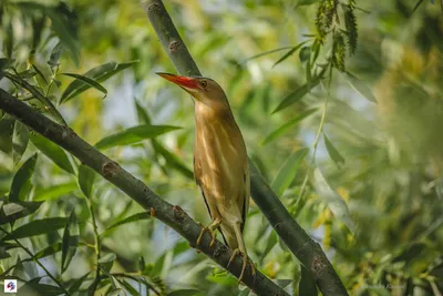 Малая выпь (волчок) Ixobrychus minutus Little Bittern