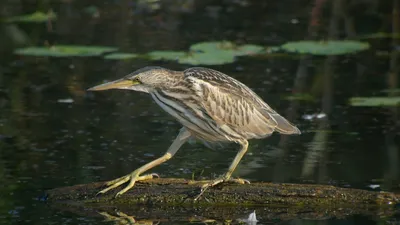 Обои большая выпь, птица, сахалин, глаза, зеленый, серая, Great bittern,  Portugal, Japan, Sakhalin, bird, eyes, green, nature, grey, nest, beak,  animal, tourism, Животные #1325