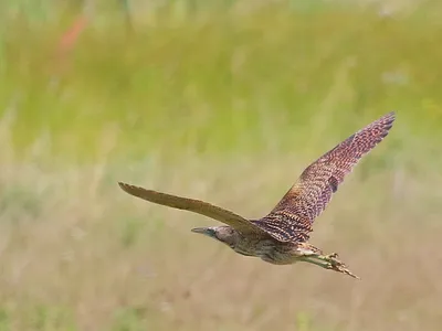 Ladoga Ornithological Station - Большая выпь - птица, которую почти  нереально увидеть, но очень легко услышать. Вот и в этом году во второй  декаде апреля мы услышали на ЛОС знакомый звук... Нет,