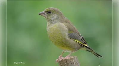 European Greenfinch ,Обыкновенная зеленушка - Carduelis chloris. Фотограф  Евгений