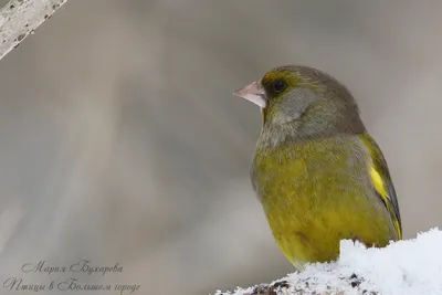 Обыкновенная зеленушка (Сhloris chloris- Коблик 2006) или (Carduelis  chloris- L.Svensson) European Greenfinch - Вьюрковые (Fringillidae) -  Воробьеобразные Passeriformes - Классификатор птиц Таганрога и  Неклиновского района - Птицы Ростовской обл.В ...