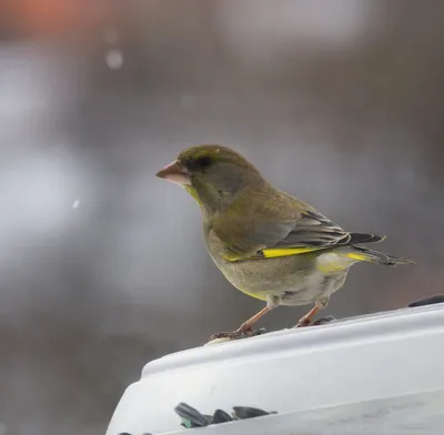 Фотокаталог птиц: Обыкновенная зеленушка (Carduelis chloris)