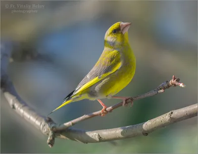 Лесная канарейка (обыкновенная зеленушка) - Птицы нашего посёлка