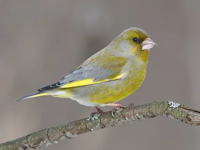 Зеленушка обыкновенная (Chloris chloris)