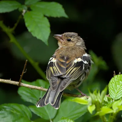 Зеленушка (Carduelis chloris) — Фото №289400