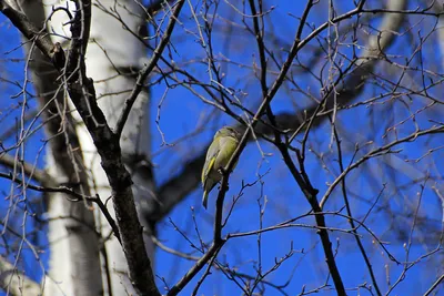 ЗеленуШка (Carduelis chloris). Фотогалерея птиц. Фотографии птиц России,  Беларуси, Украины, Казахстана, Таджикистана, Азербайджана.