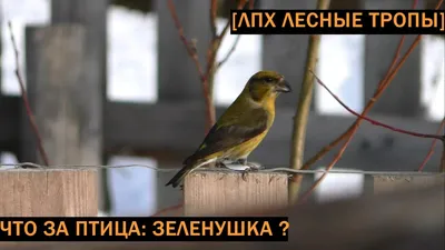 Зеленушка (Chloris chloris). Птицы Европейской России.