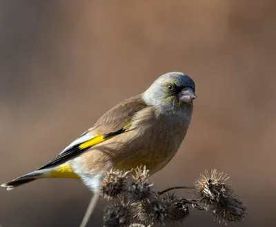 Зеленушка: описание птицы, где обитает, чем питается, сколько живет