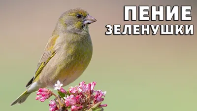 Зеленушка | Пикабу