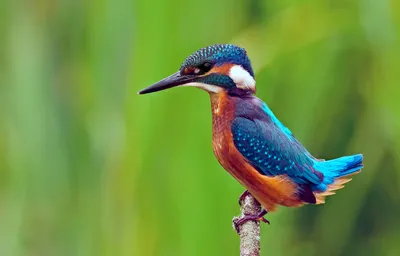 Зимородок - птица из легенд | Пикабу