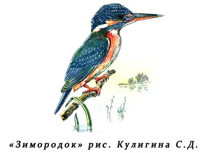 Kingfisher – рыболовные истории | Рыбак mimikron