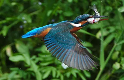 Обыкновенный зимородок / Alcedo atthis (Linnaeus, 1758) / Том 6 / Птицы  России