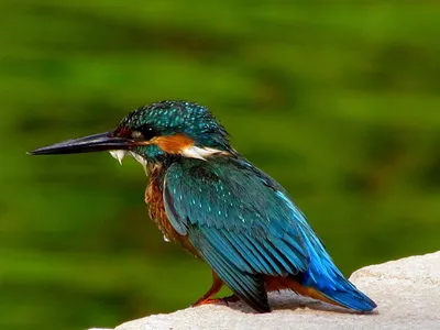 Жители Куркина обнаружили у реки Химки редкую птицу — зимородка | ХИМКИ.org