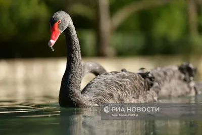 Форумы о птицах. Абхазия