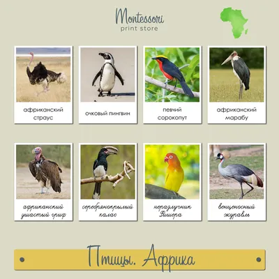 Птицы Африки - география Монтессори купить и скачать