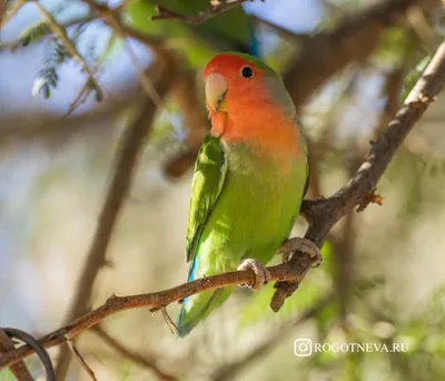 Африканская птицы (38 фото) - красивые фото и картинки pofoto.club