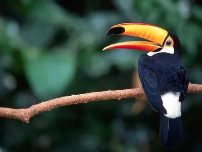 Дневные хищные птицы Африки - Птицы Африки | Некоммерческий  учебно-познавательный интернет-портал Зоогалактика