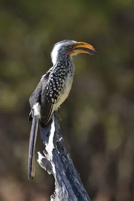 Птицы африки - красивые фото