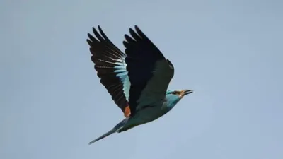 Птицы Южной Африки и Намибии. 3» — фотоальбом пользователя Nomad на  Туристер.Ру