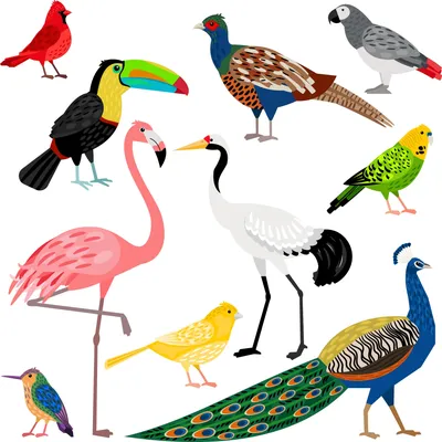 Иллюстрация Птицы Африки в стиле 2d, детский, компьютерная графика