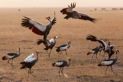 Болотные птицы Восточной Африки | Пикабу