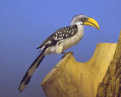 Птицы африки хищные - 75 фото