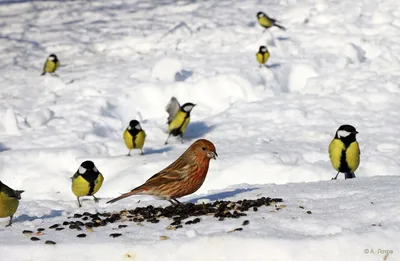 В Алтайском заповеднике проходит экологическая акция «Покормите птиц зимой»  » Новости Алтая